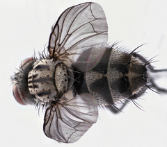 Billaea triangulifera