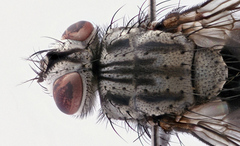 Billaea triangulifera