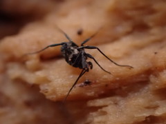 Nemastoma dentigerum