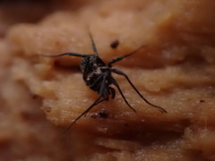 Nemastoma dentigerum