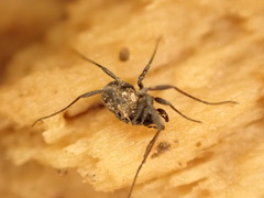 Nemastoma dentigerum