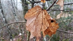 Torminalis glaberrima