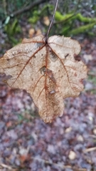 Torminalis glaberrima