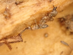 Pogonognathellus flavescens