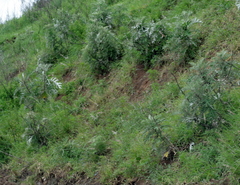 Berkheya bipinnatifida