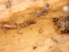 Pogonognathellus flavescens