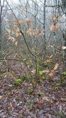 Torminalis glaberrima