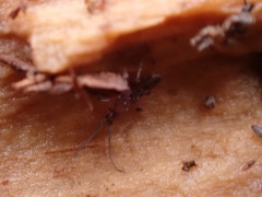 Pogonognathellus flavescens