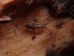 Pogonognathellus flavescens