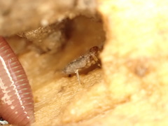 Pogonognathellus flavescens