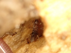 Pogonognathellus flavescens