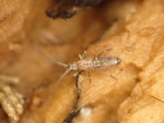 Pogonognathellus flavescens