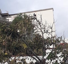 Turdus merula cabrerae