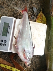 Schilbe mandibularis