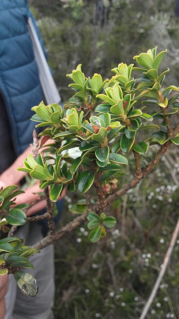 Myrsine dependens