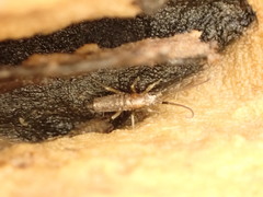 Pogonognathellus flavescens