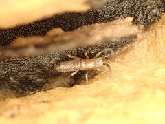 Pogonognathellus flavescens