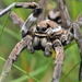 Lycosa tarantula - Photo (c) lilcar, μερικά δικαιώματα διατηρούνται (CC BY-NC), uploaded by lilcar