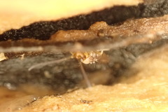 Pogonognathellus flavescens