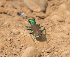 Cicindela splendida
