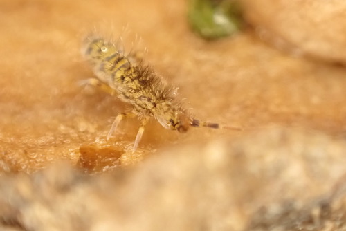 Shaggy Springtail, Wageningen, Gelderland, Netherlands, photo 8 of 10