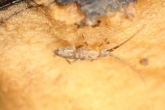 Pogonognathellus flavescens