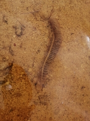 Melongena