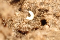 Stenaphorura denisi