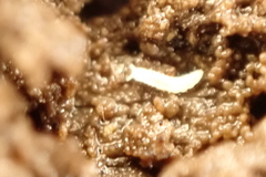 Stenaphorura denisi