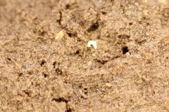 Stenaphorura denisi