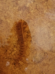 Melongena
