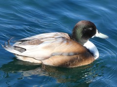 Anas platyrhynchos × acuta