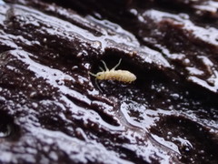 Isotomurus palustris