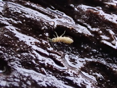 Isotomurus palustris