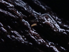 Isotomurus palustris