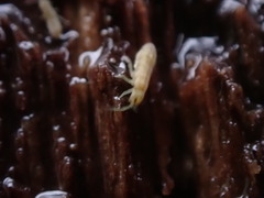 Isotomurus palustris