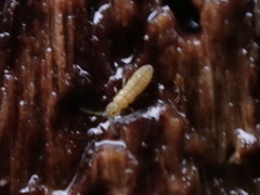 Isotomurus palustris