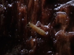 Isotomurus palustris