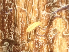 Isotomurus palustris