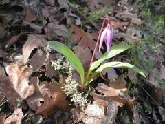Erythronium hendersonii