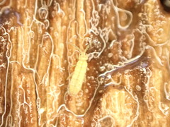 Isotomurus palustris