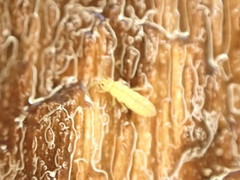 Isotomurus palustris