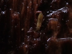 Isotomurus palustris