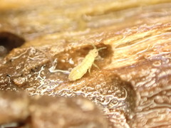 Isotomurus palustris