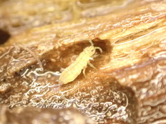 Isotomurus palustris