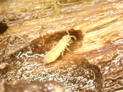 Isotomurus palustris