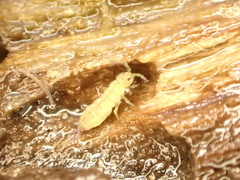 Isotomurus palustris