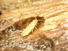 Isotomurus palustris