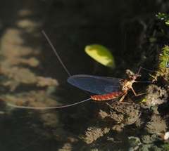 Ephemeroptera