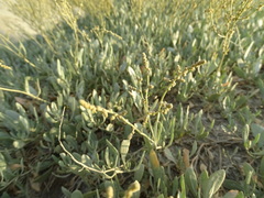 Atriplex verrucifera